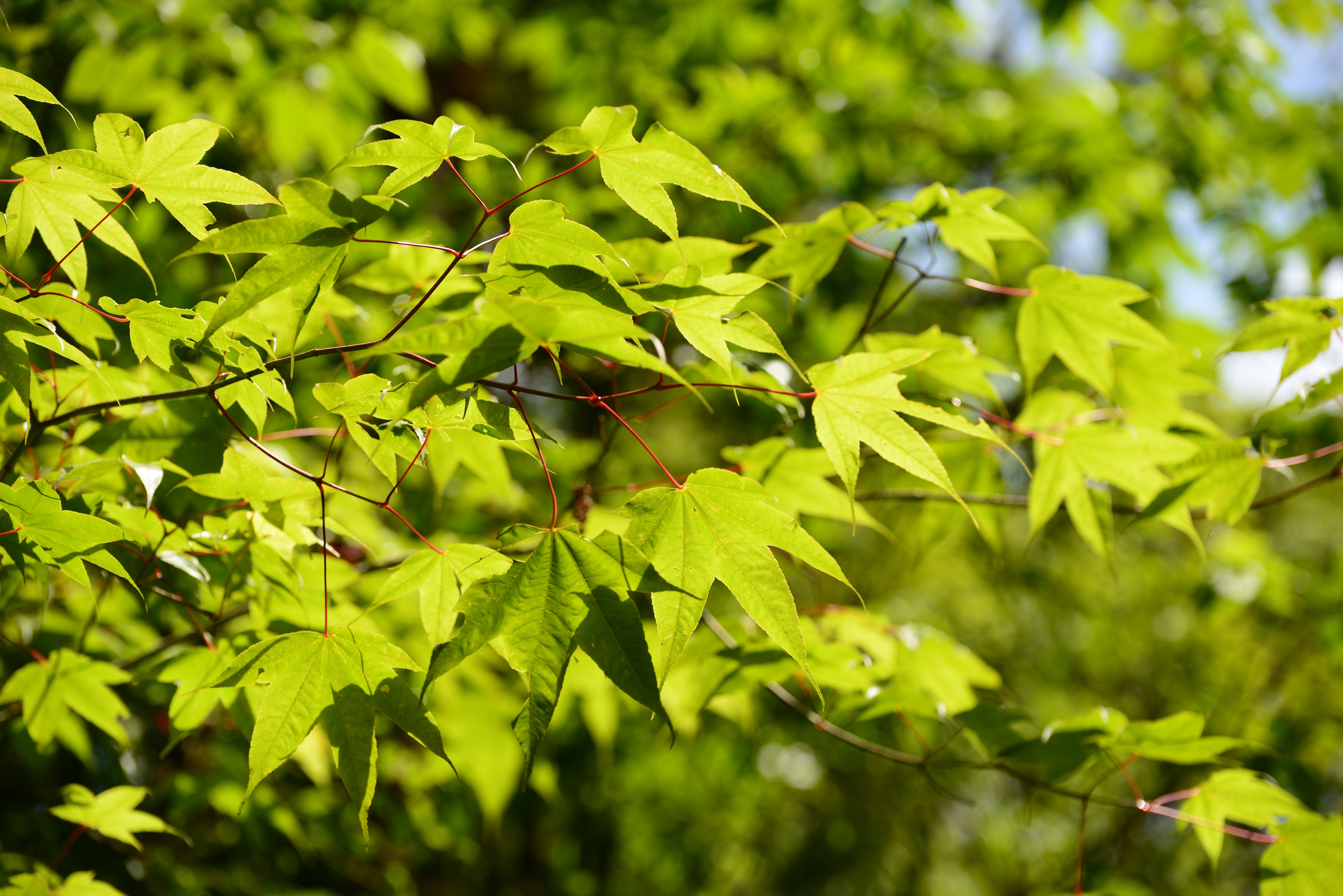 Acer campbellii